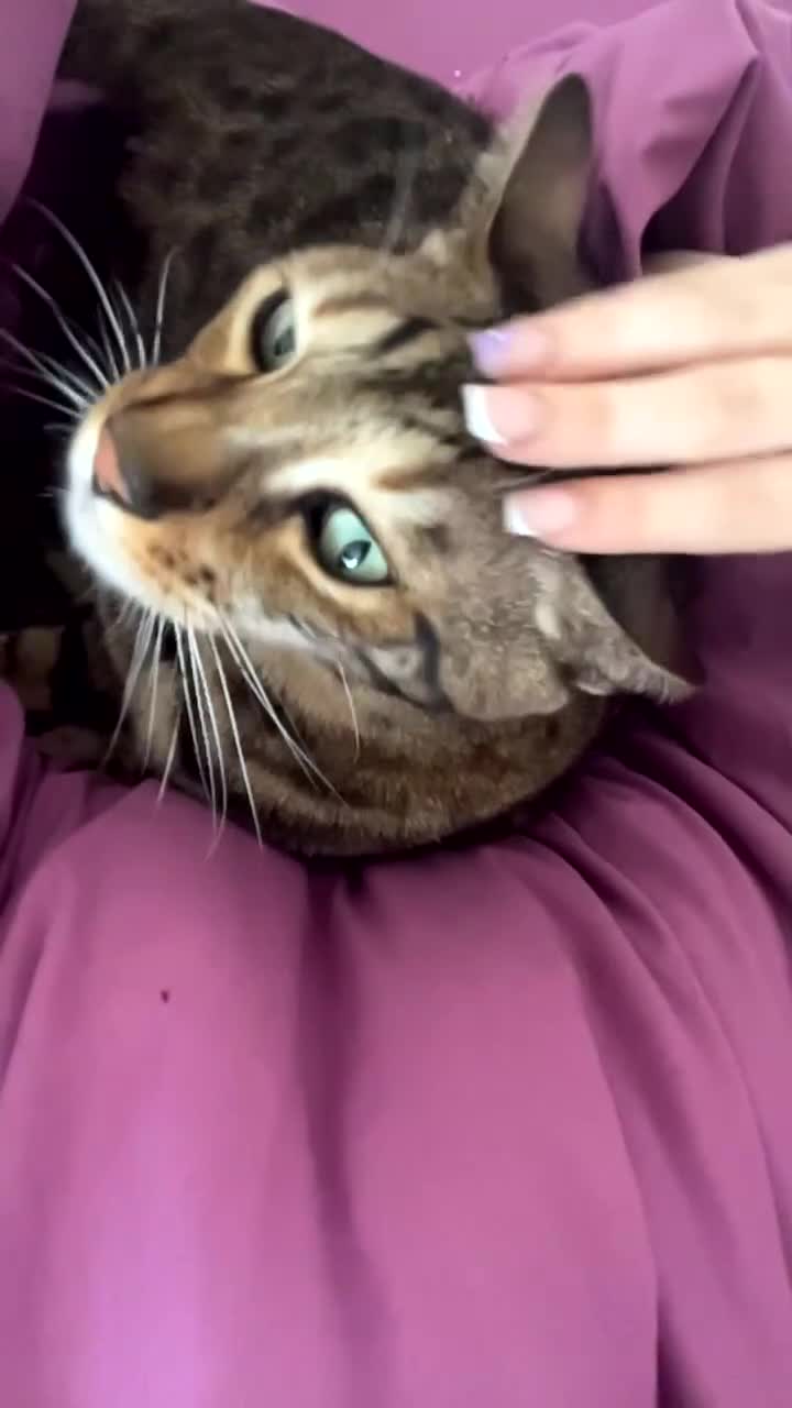 Bengal cats for sale: My cat needs a home  in Leigh-on-Sea - Video 1