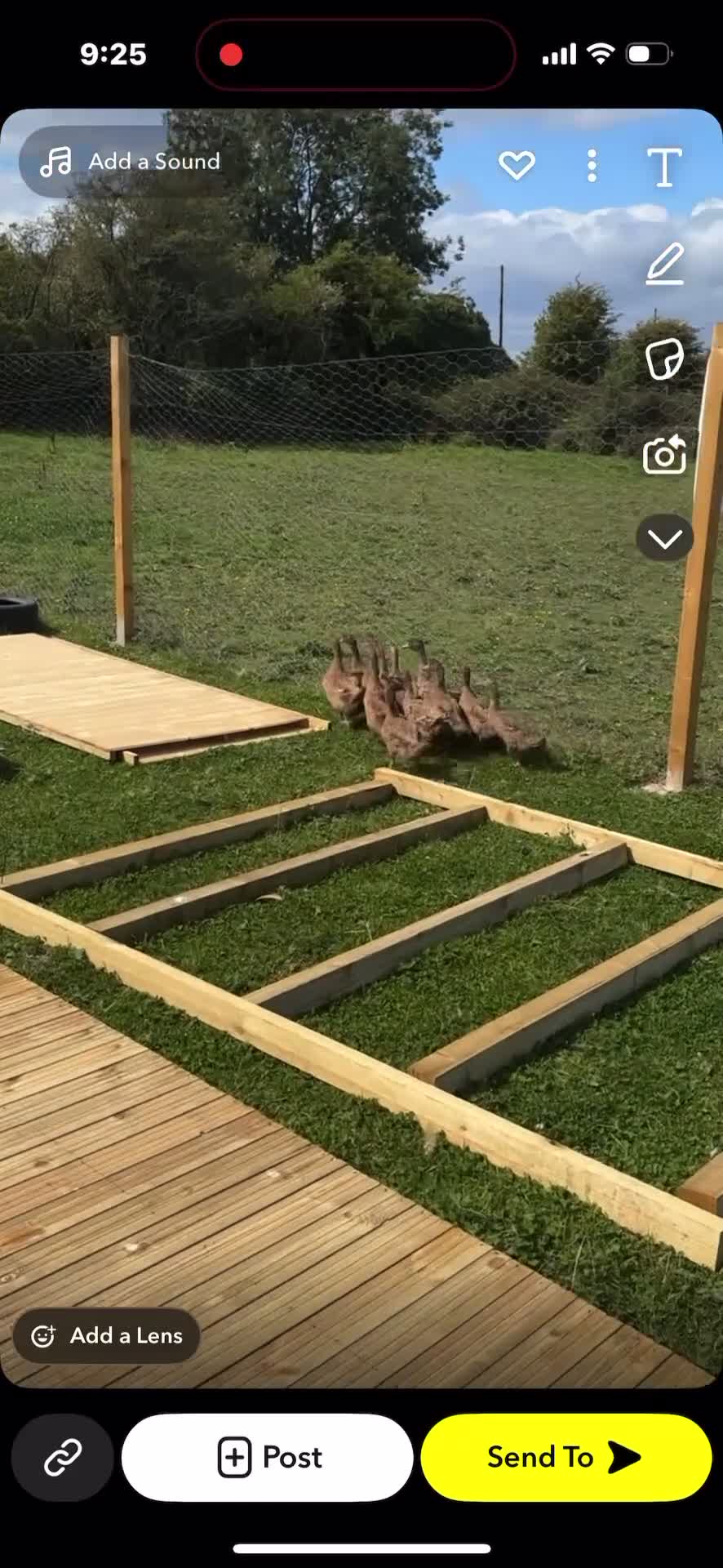 Mixed Breed livestock for sale: Ducks - Video 1