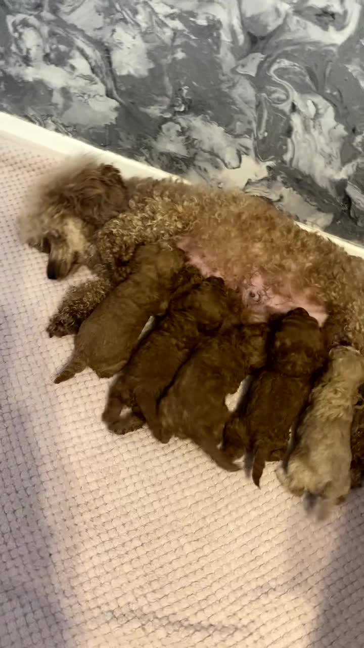 Miniature Poodle dogs for sale: Stunning minature poodle puppies  - Video 1
