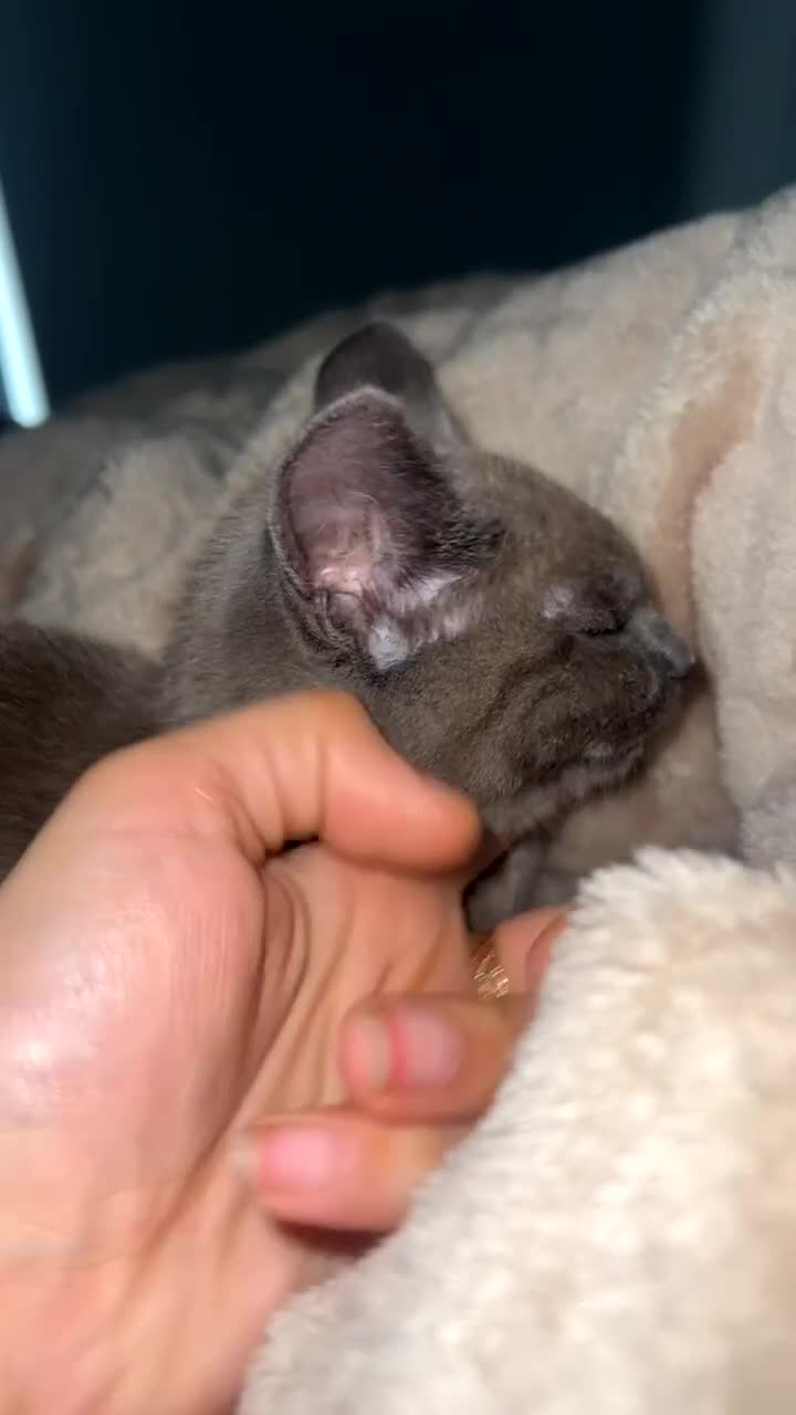 British Shorthair cats for sale: British short hair female cat - Video 1