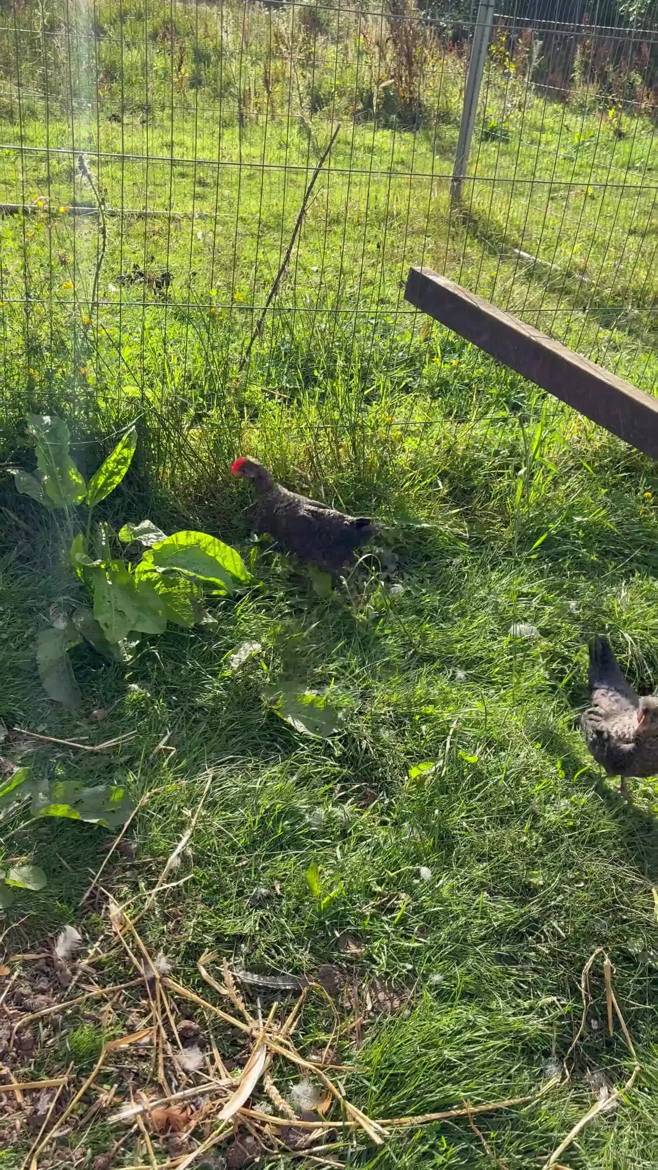 Chickens poultry for sale: Young cockerels for new home - Video 1