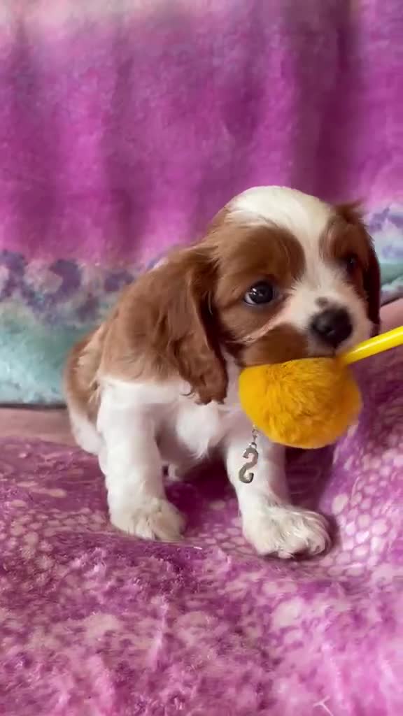 Cavalier King Charles Spaniel dogs for sale: Cavalier Puppies - Video 3