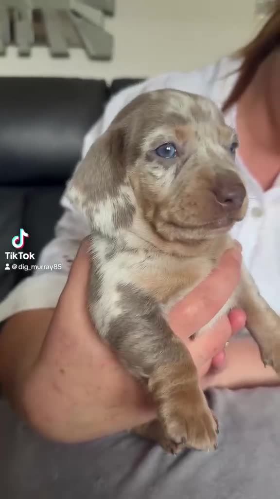Miniature Dachshund dogs for sale: 4 miniature KC dachshund puppy’s  - Video 4