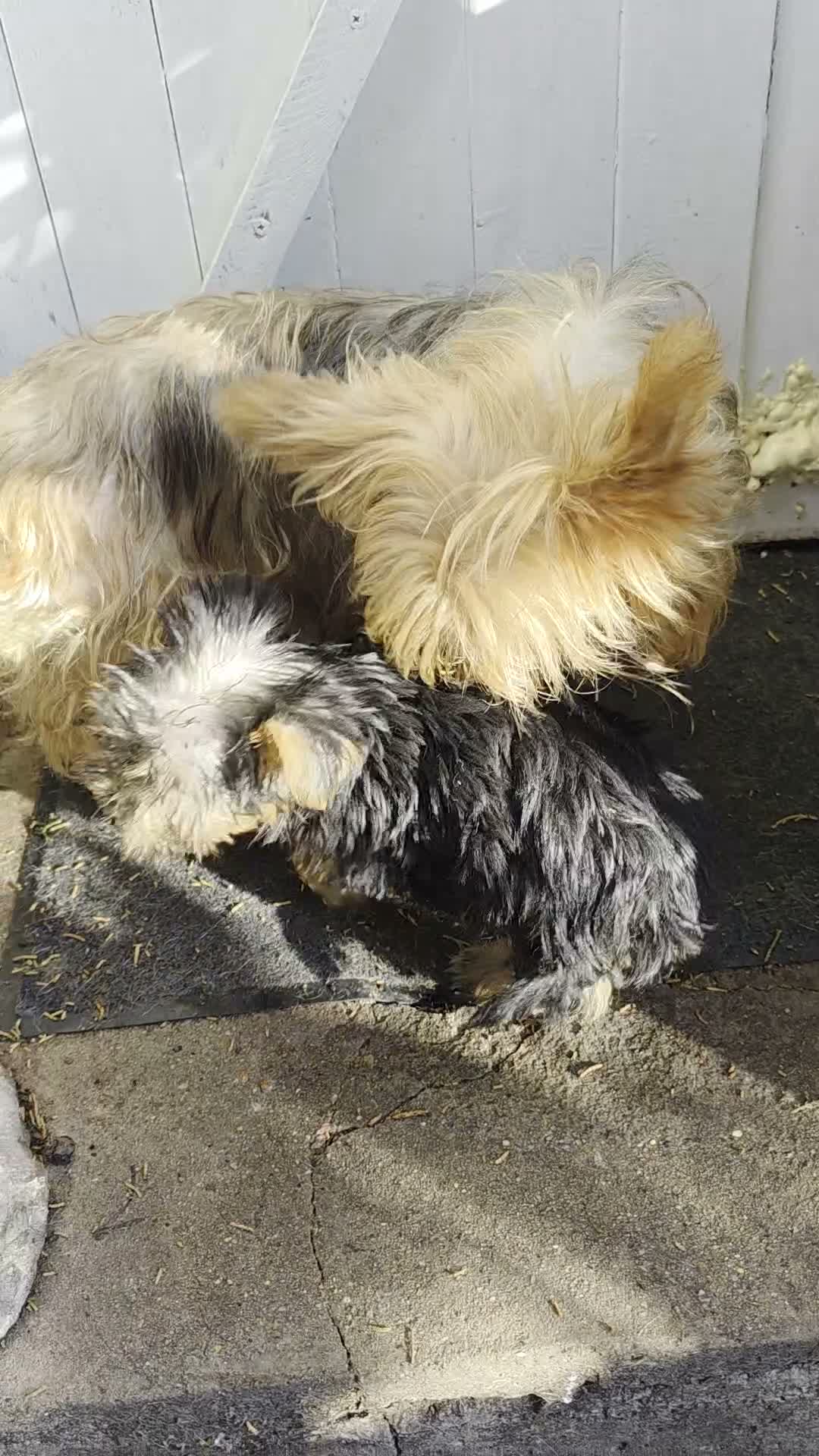 Yorkshire Terrier dogs for sale: Fabulous Female Mini Yorkie Pup Ready To Go Now! - Video 2