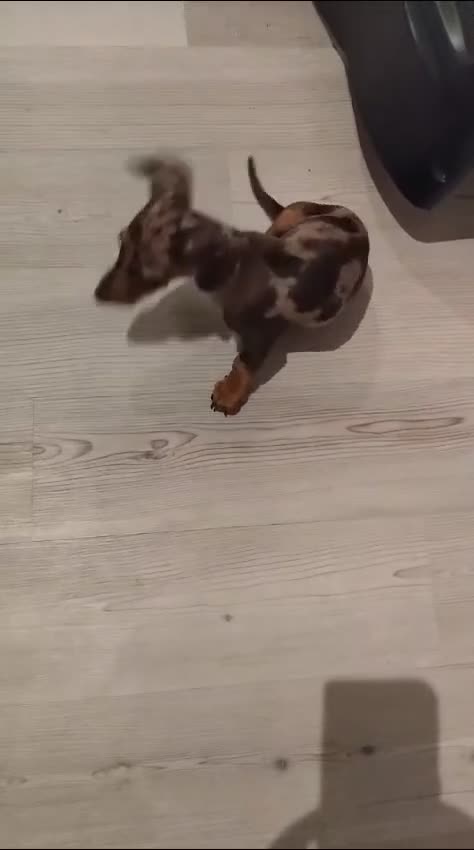 Miniature Dachshund dogs for sale: 7 month old Gorgeous Miniature Dachshund- Dapple - Video 1