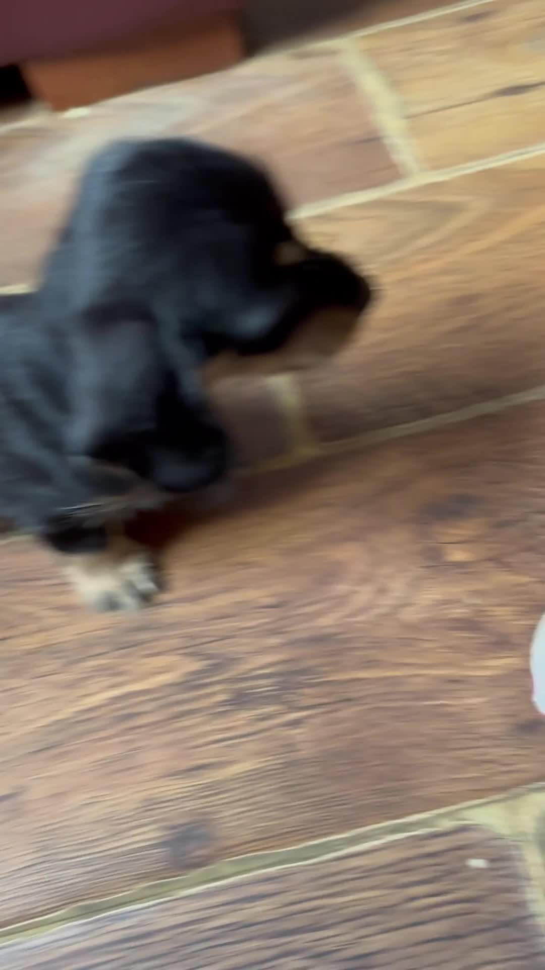 Mixed Breed dogs for sale: Beautiful little boy - Video 1