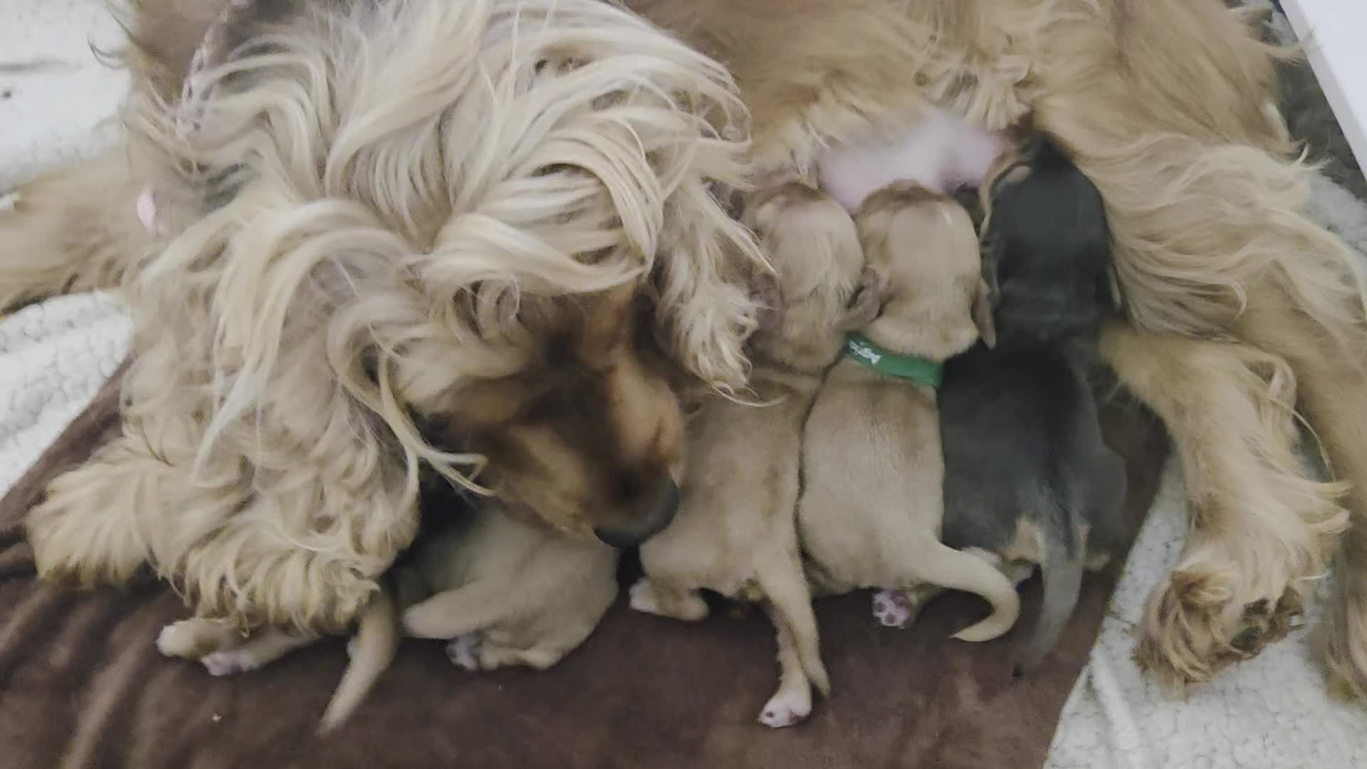Cocker Spaniel dogs for sale: RKC SHOW COCKER SPANIEL PUPPIES EXTENSIVELY HEALTH - Video 1