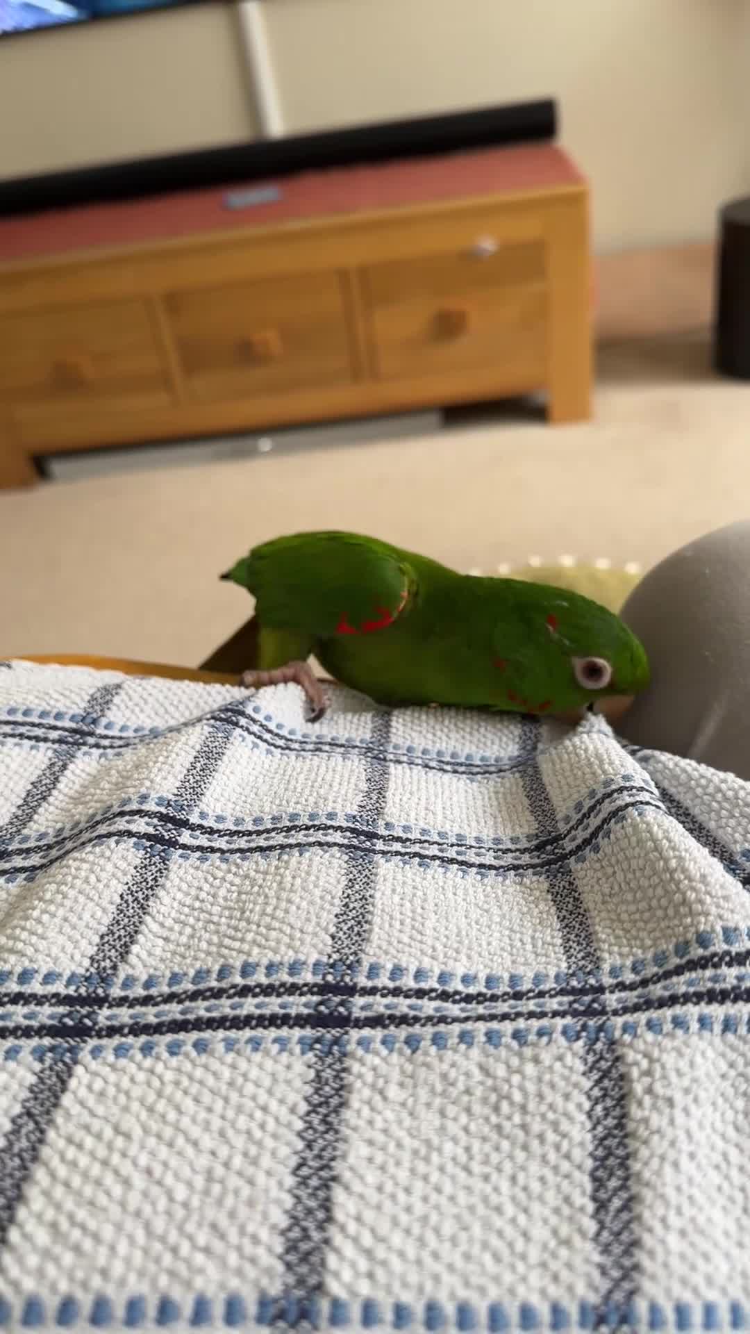 Conures birds for sale: White Eyed Conure in Treharris - Video 1