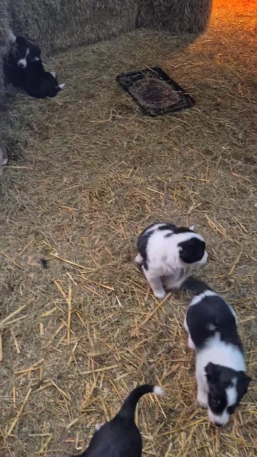 Border Collie dogs for sale: Border Collie Pups - Video 1