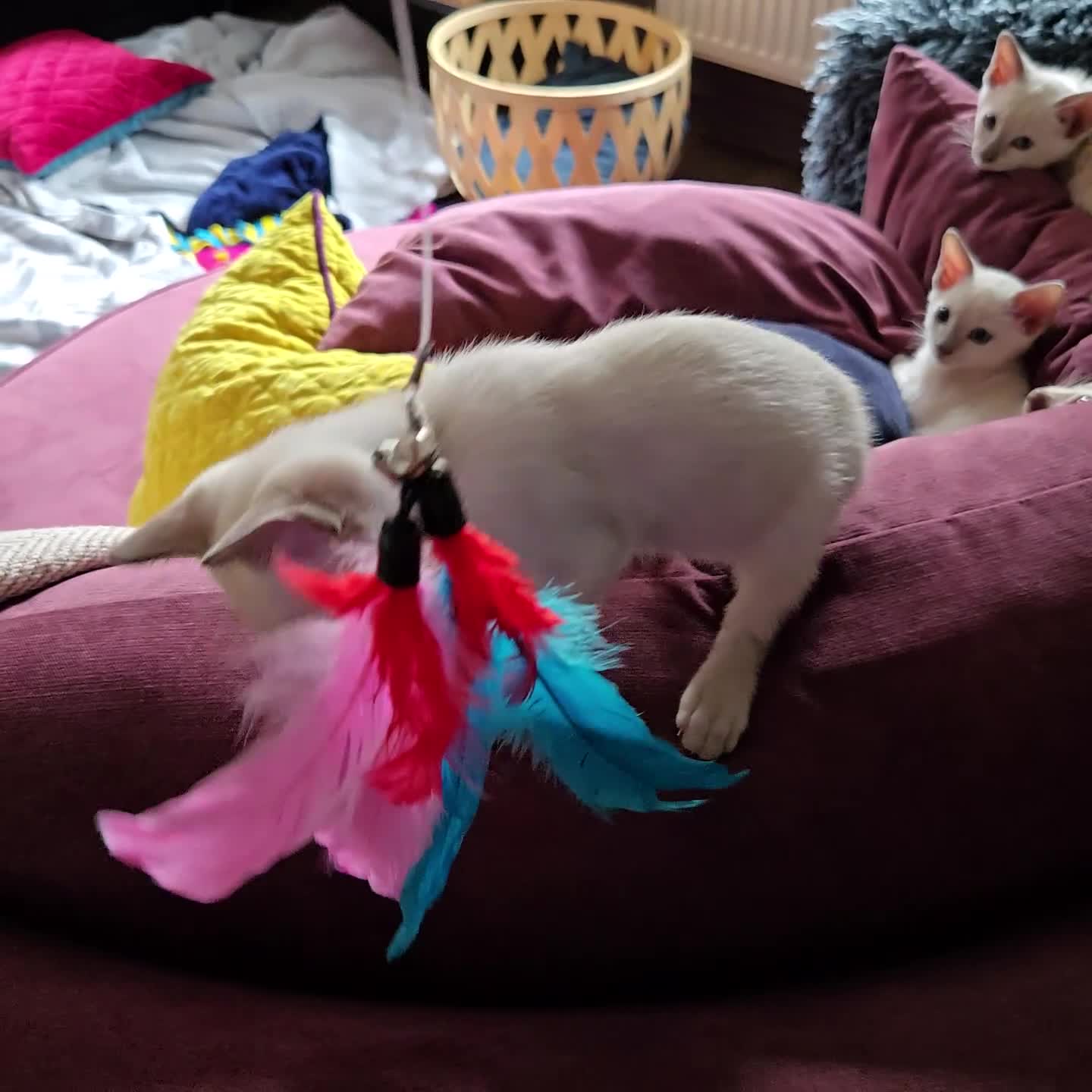 Siamese cats for sale: Tica Registered, boost EU & World champion lineage - Video 1