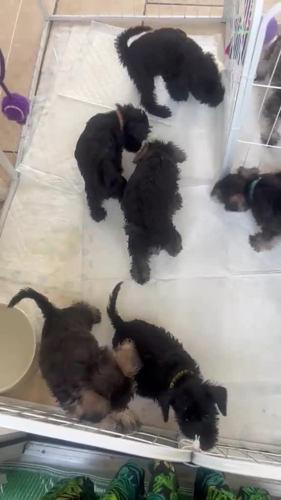 Schnoodle dogs for sale: 🐾🐶Schnoodles 🐶🐾 in Gloucester - Video 1