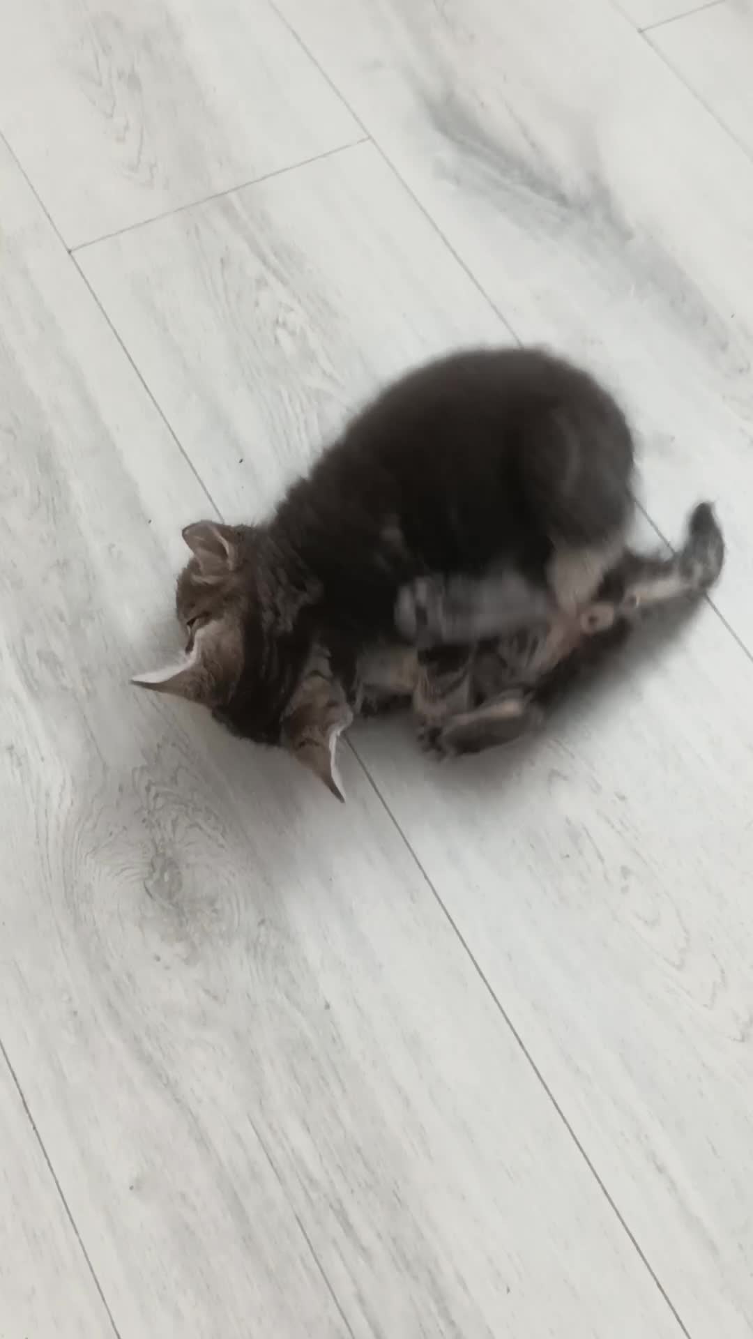 Bengal cats for sale: Kitten boys  - Video 1