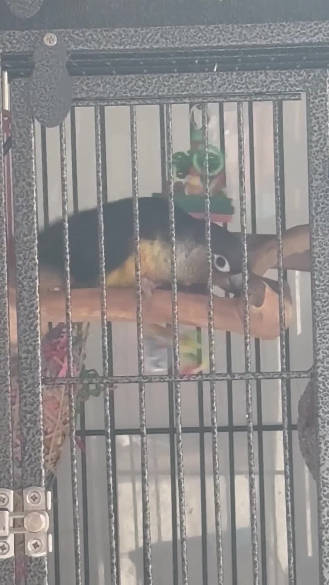 Conures birds for sale: Kiwi - Green Cheek Conure  in Norwich - Video 1
