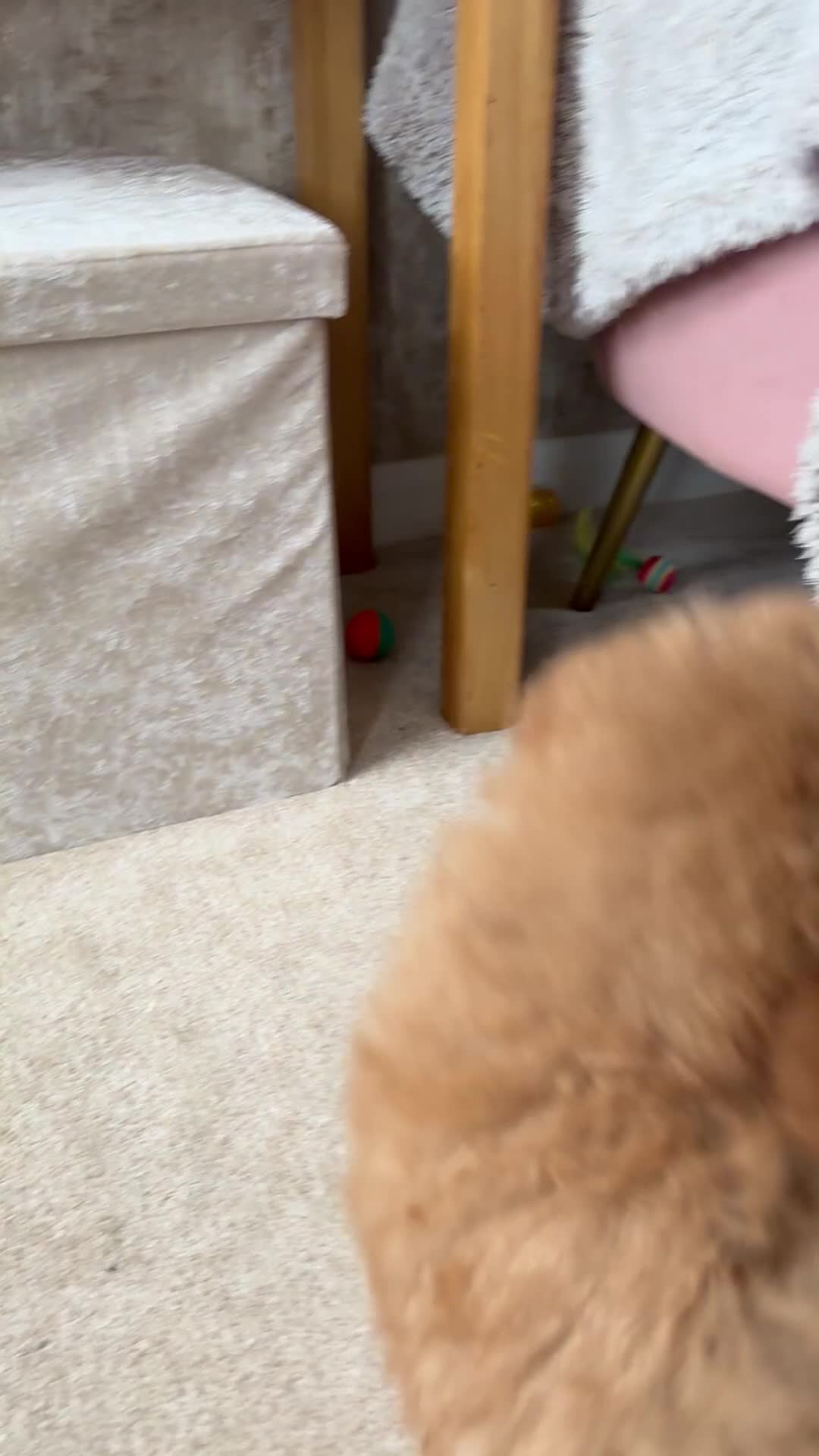 Maltipoo dogs for sale: 🌟🧸2 Gen DNA health tested Red Teddy Maltipoo🧸🌟 - Video 1