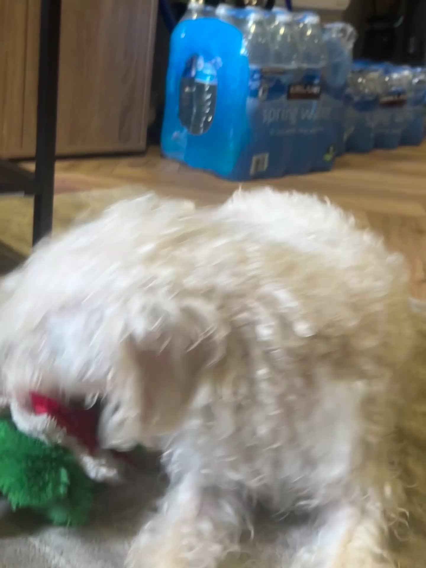 Cockapoo dogs for sale: Poodle mixed dog - Video 1