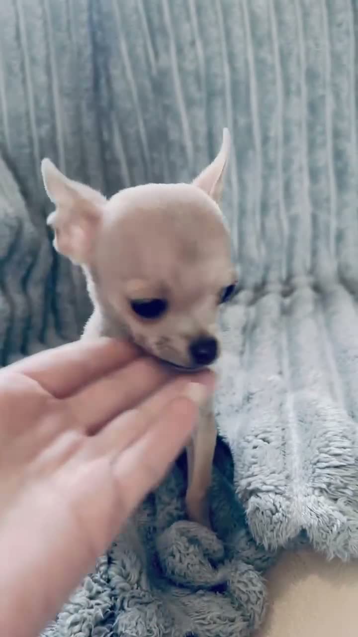 Chihuahua dogs for sale: Tiny silver male chihuahua pup - Video 1