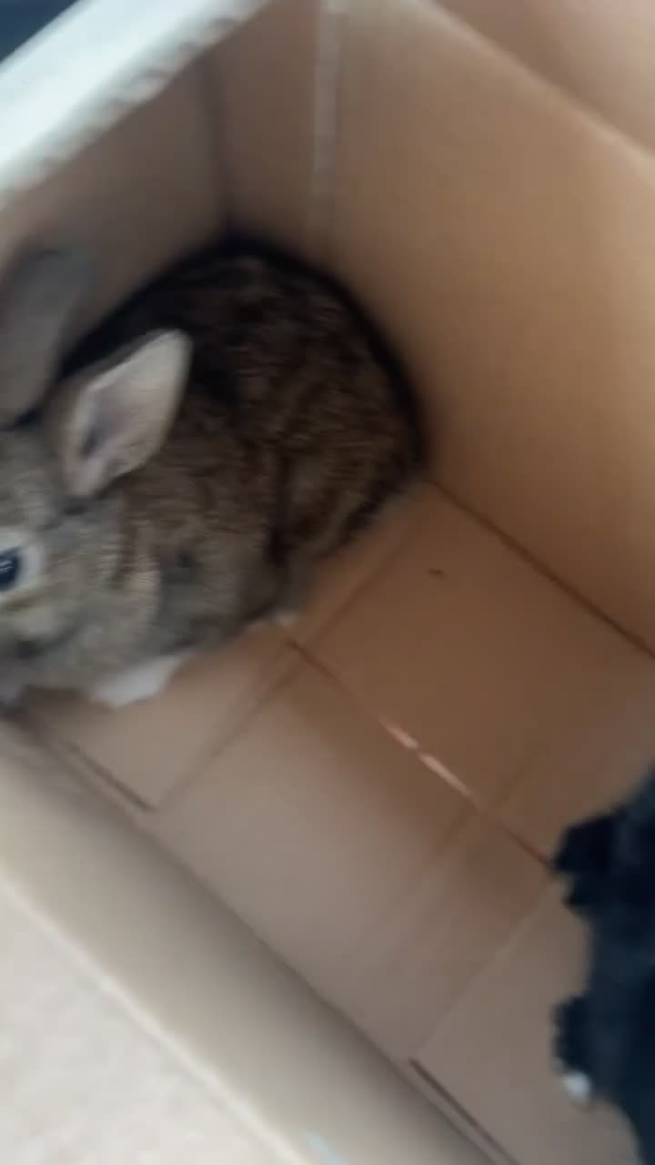 English rabbits for sale: 2 rabbits for sale  in Egham - Video 2