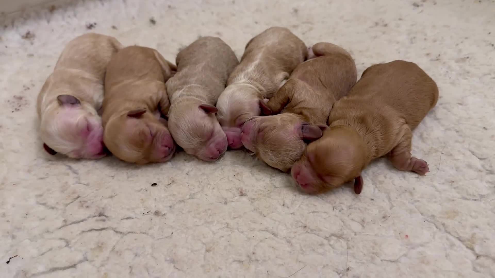 Cavapoo dogs for sale: Beautiful Cavapoo puppies from DNA tested lines  - Video 5