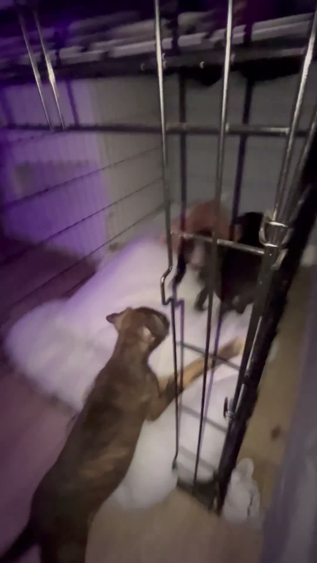 Mixed Breed dogs for sale: 2 beautiful boys  - Video 3