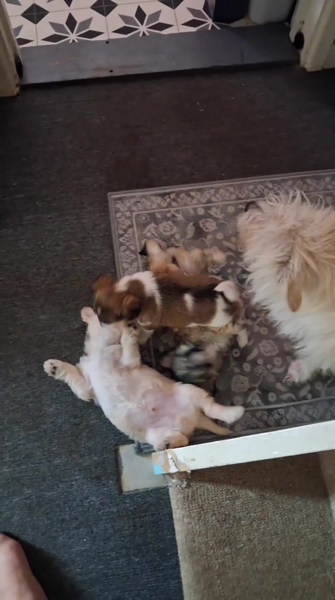 Lhasa Apso dogs for sale: Lhasa x yorkie - Video 2