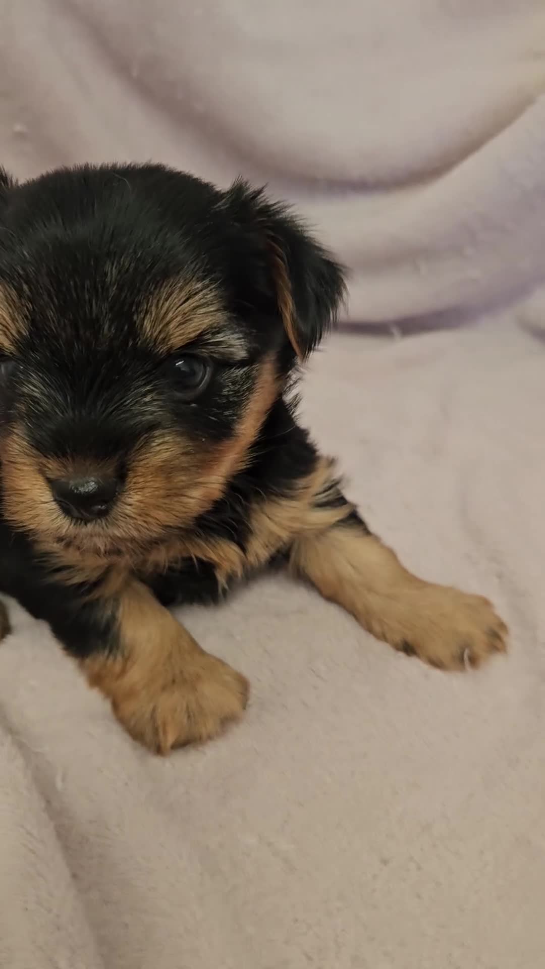 Yorkshire Terrier dogs for sale: ❤️ DNA Tested parents ❤️ Yorkie puppies  - Video 3