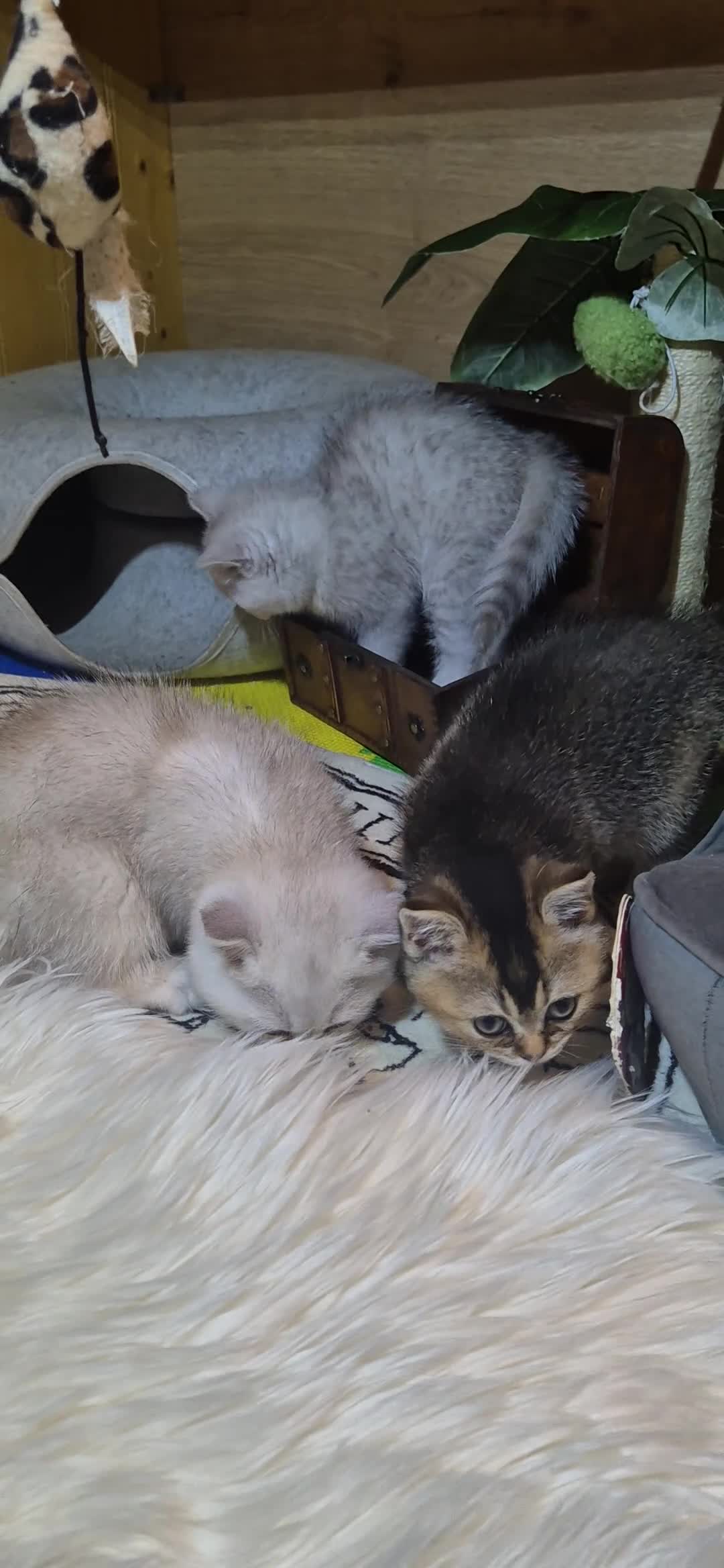 British Shorthair cats for sale: British shorthair  cat - Video 1