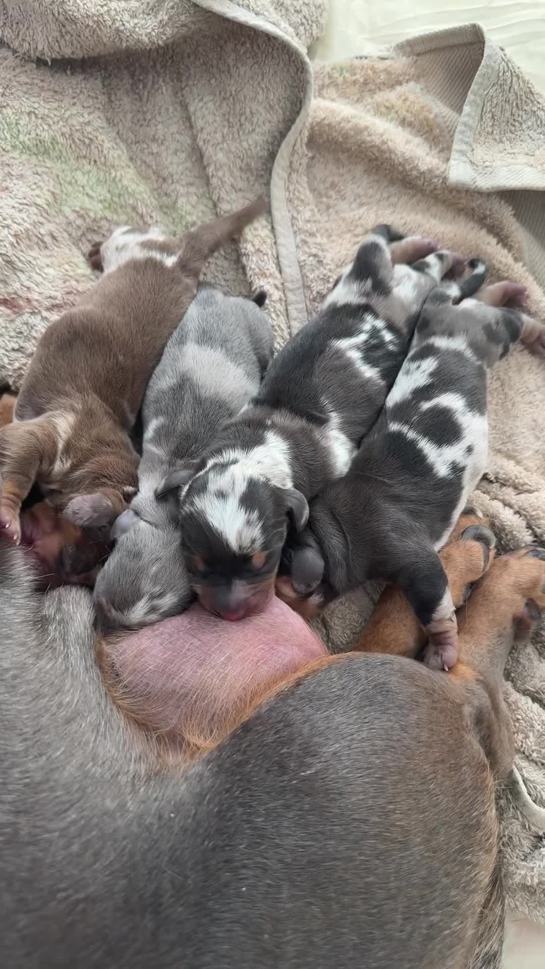 Dachshund dogs for sale:  ✨🐶 Exceptional Dachshund Puppies 🐶✨ in Leicester - Video 1