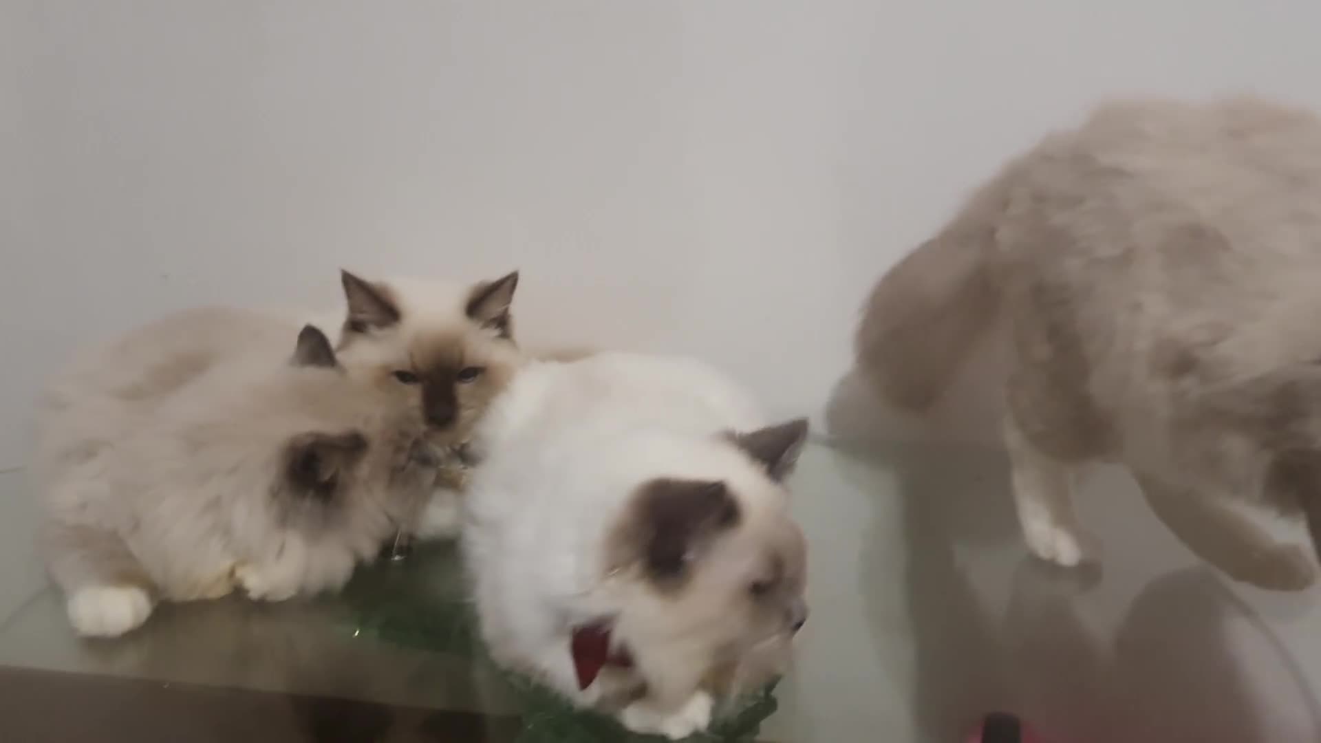 Ragdoll cats for sale: 6.5Months RagdollBoys - Video 4