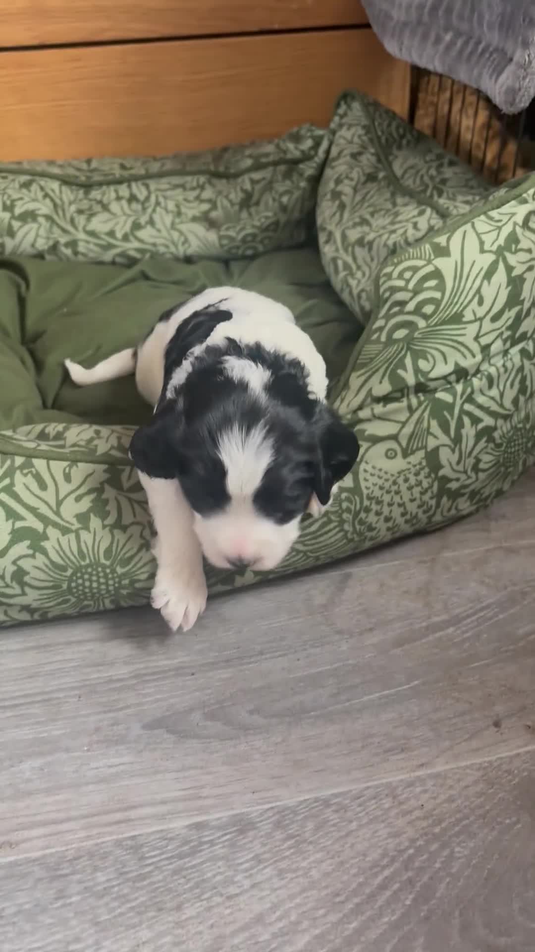 Cockapoo dogs for sale: Unique Cockapoo Puppies - Video 3