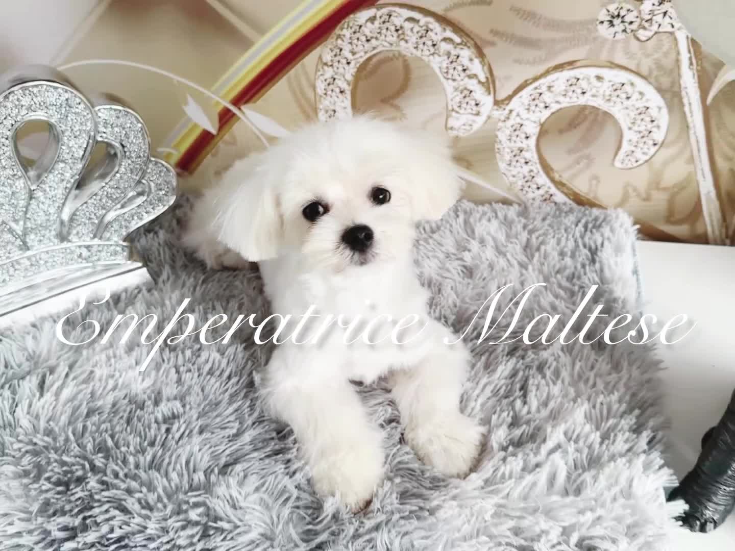 Maltese dogs for sale: KC Reg Korean type- Maltese Puppies by Emperatrice - Video 1