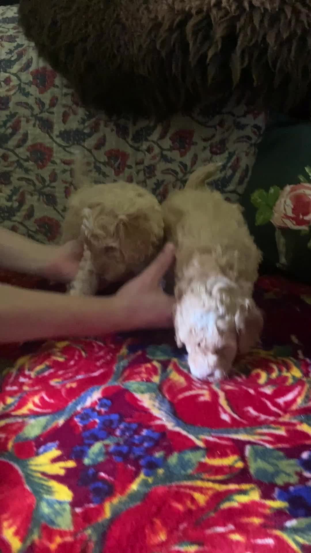 Cockapoo dogs for sale: 🐶Ready 23rd July🐶 Toy and min cockapoo F1bb. - Video 2