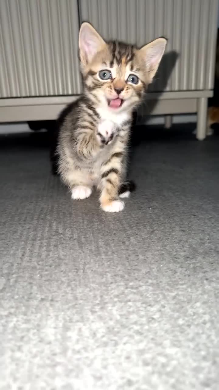 Mixed Breed cats for sale: 3 females left! - Video 5