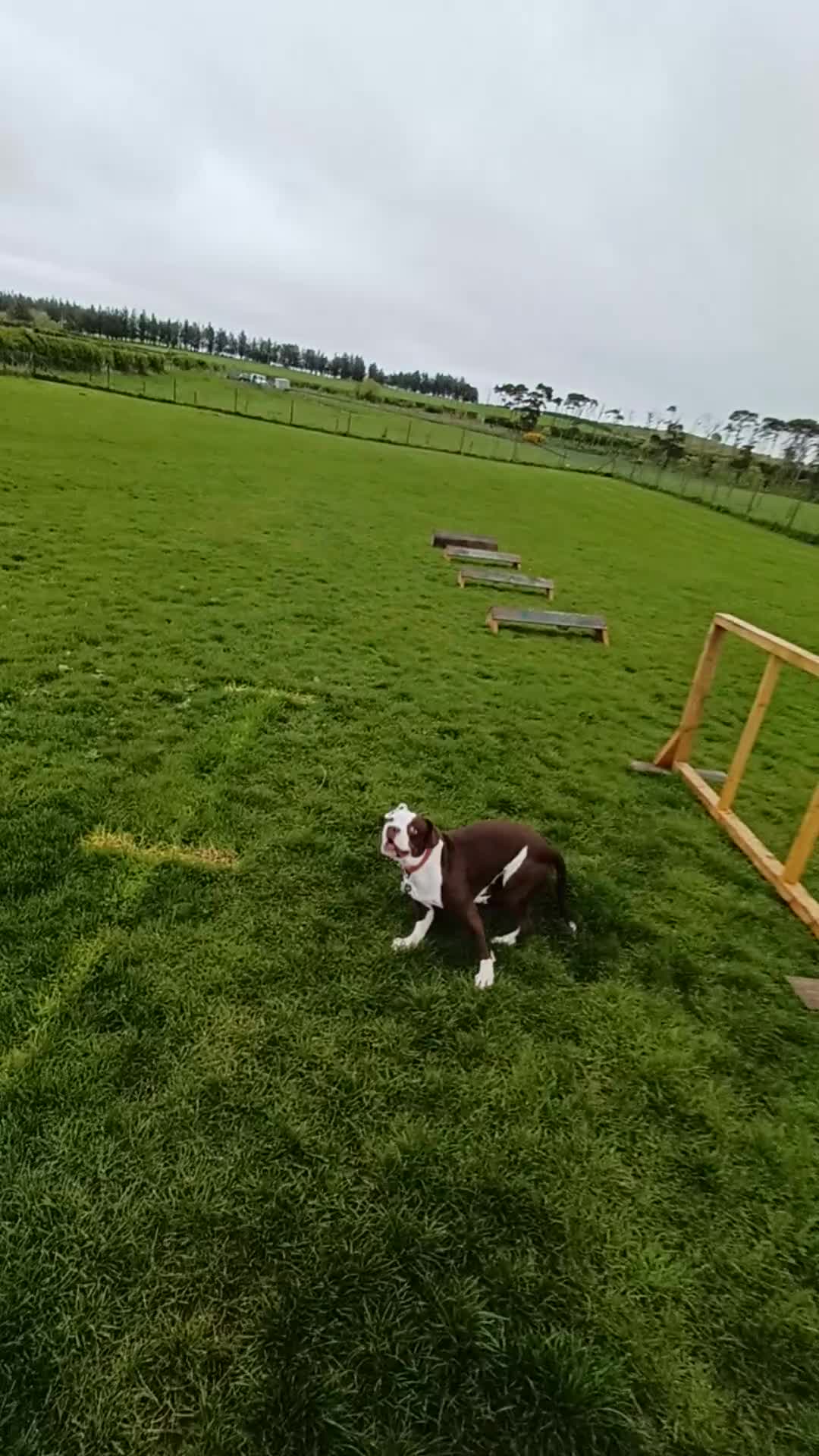 Mixed Breed dogs for sale: Stella  - Video 1