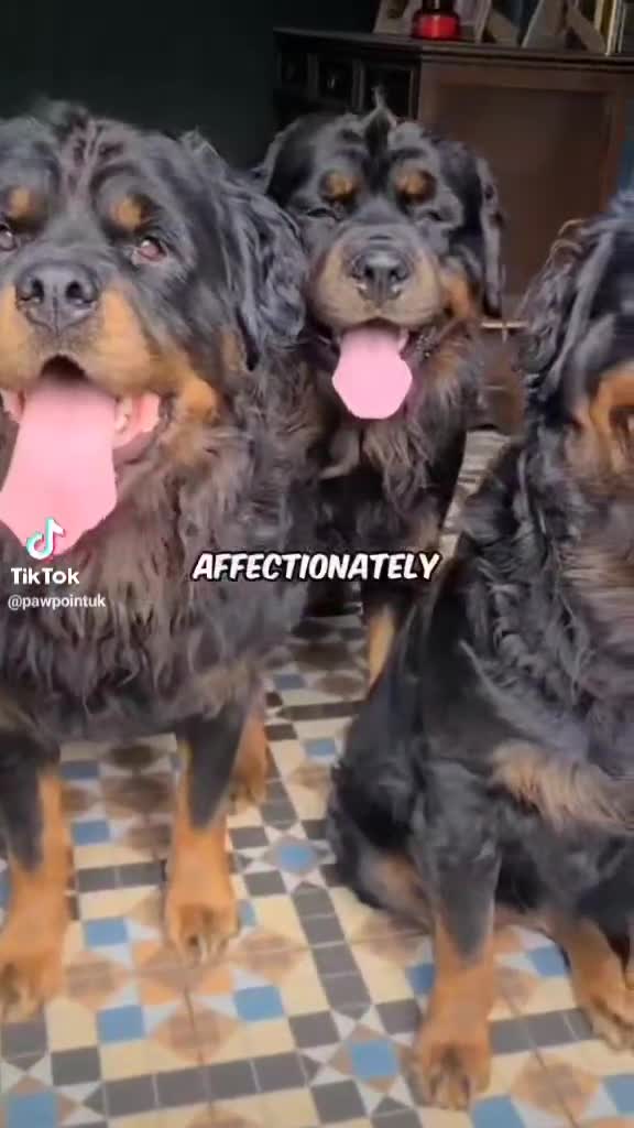 Rottweiler dogs for sale: Long Haired Fluffy Rottie Pups. Full Health Tested - Video 1