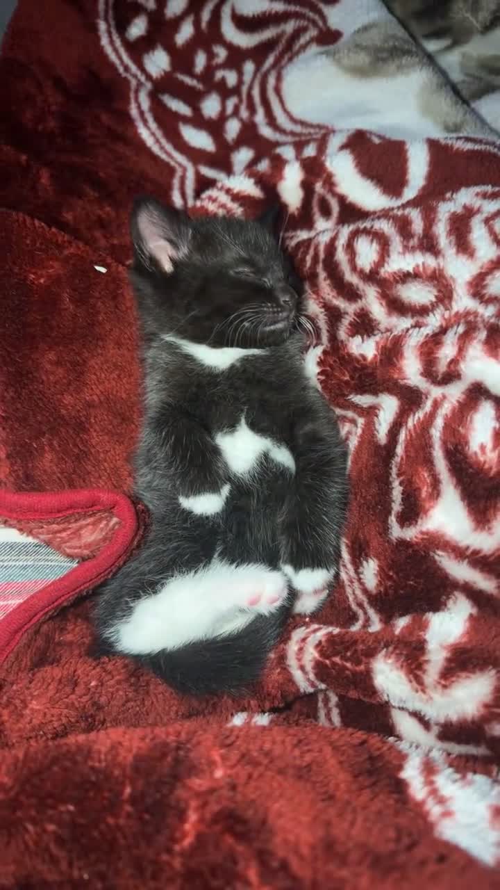 British Shorthair cats for sale: British short haired mix - Video 1