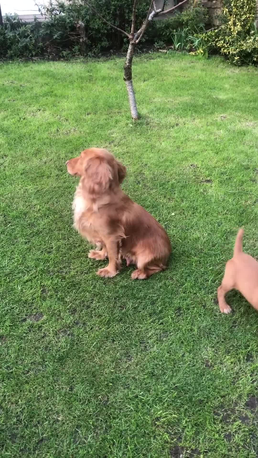 Cocker Spaniel dogs for sale: KC REG Beautiful Golden Cocker Spaniel Puppy  - Video 1