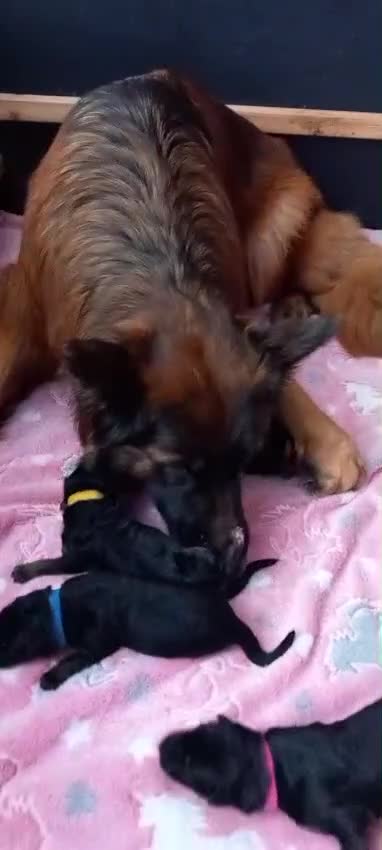 German Shepherd dogs for sale: Excellent Long-Haired German Shepherd Puppies. KC. - Video 3