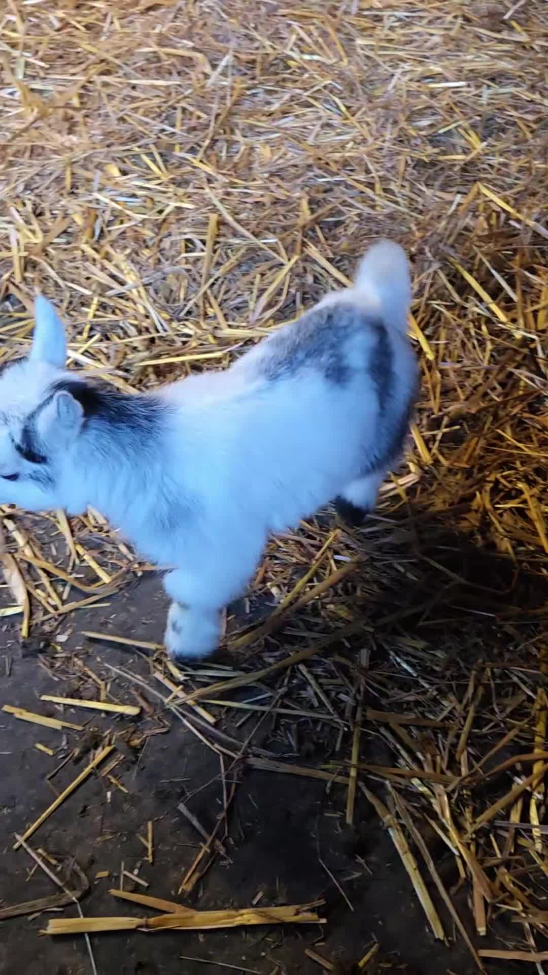 Goats livestock for sale: Stunning pygmy goat kids  - Video 1