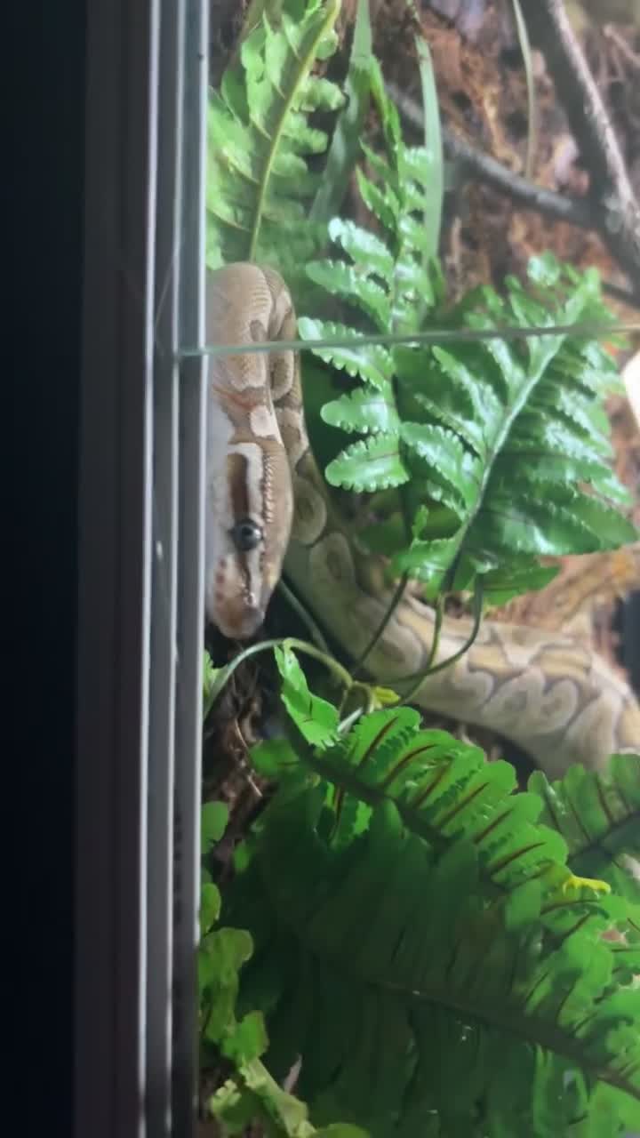 Python Snake reptiles for sale: female bamboo royal python  - Video 4