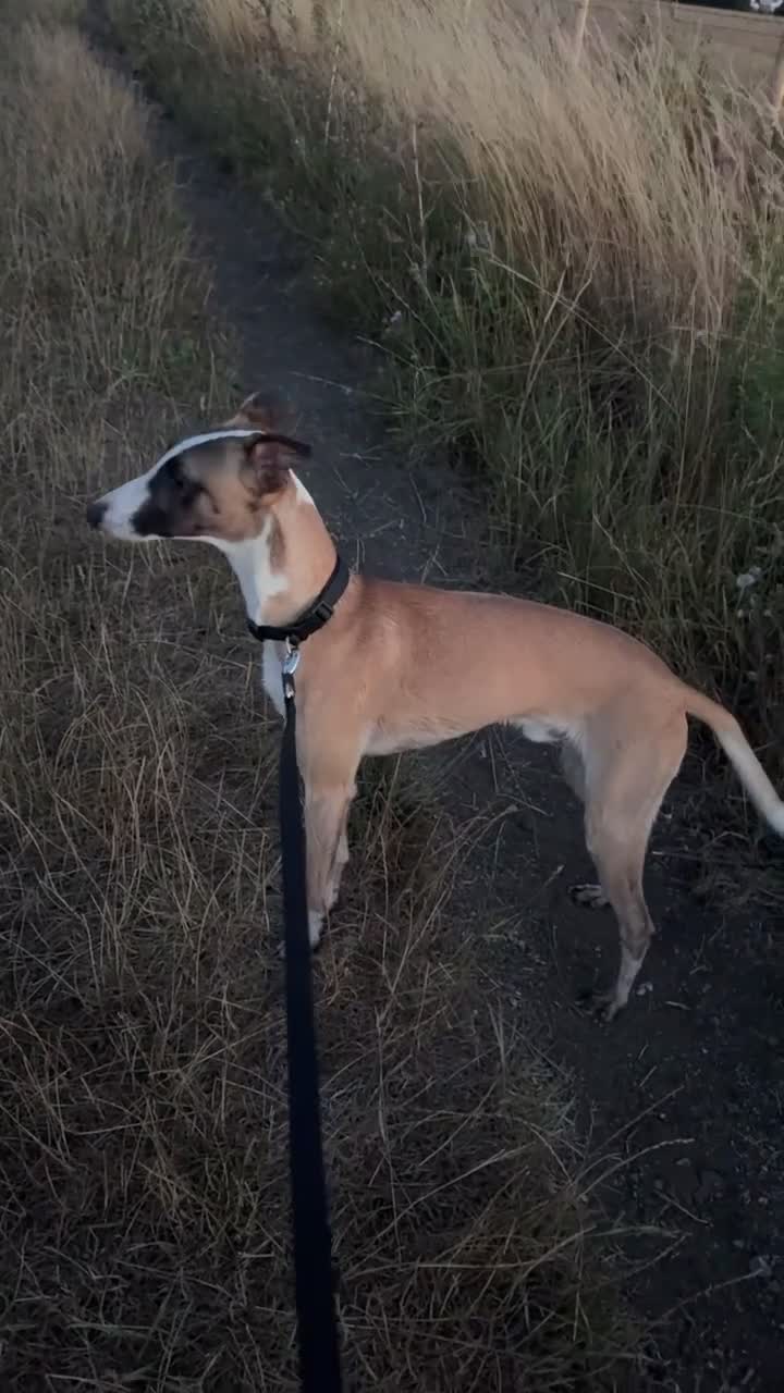 Whippet dogs for sale: Pure WHIPPET PUPPIES - Video 1