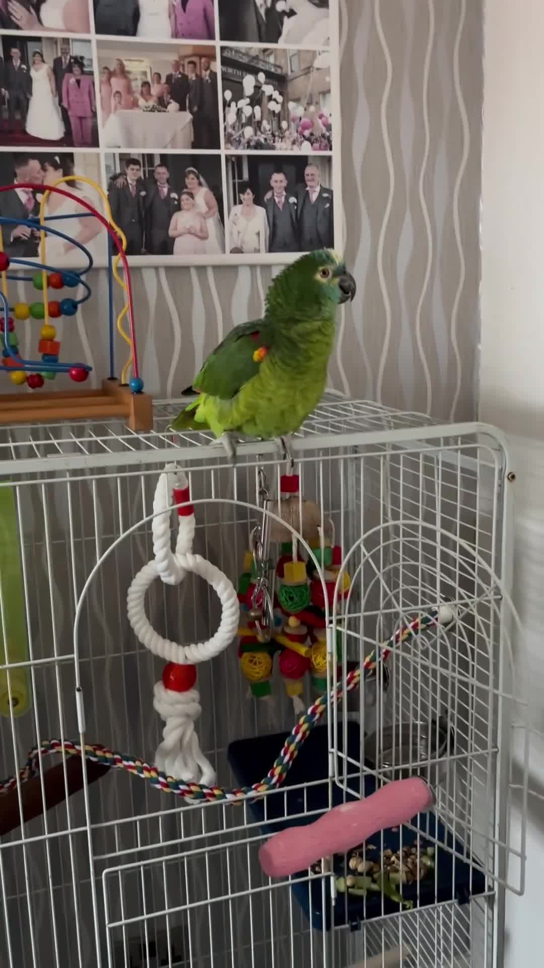 Parrots birds for sale: Blue fronted Amazon - Video 2