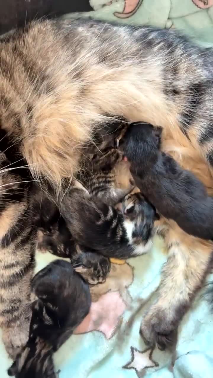Maine Coon cats for sale: Maine coon kittens  - Video 4
