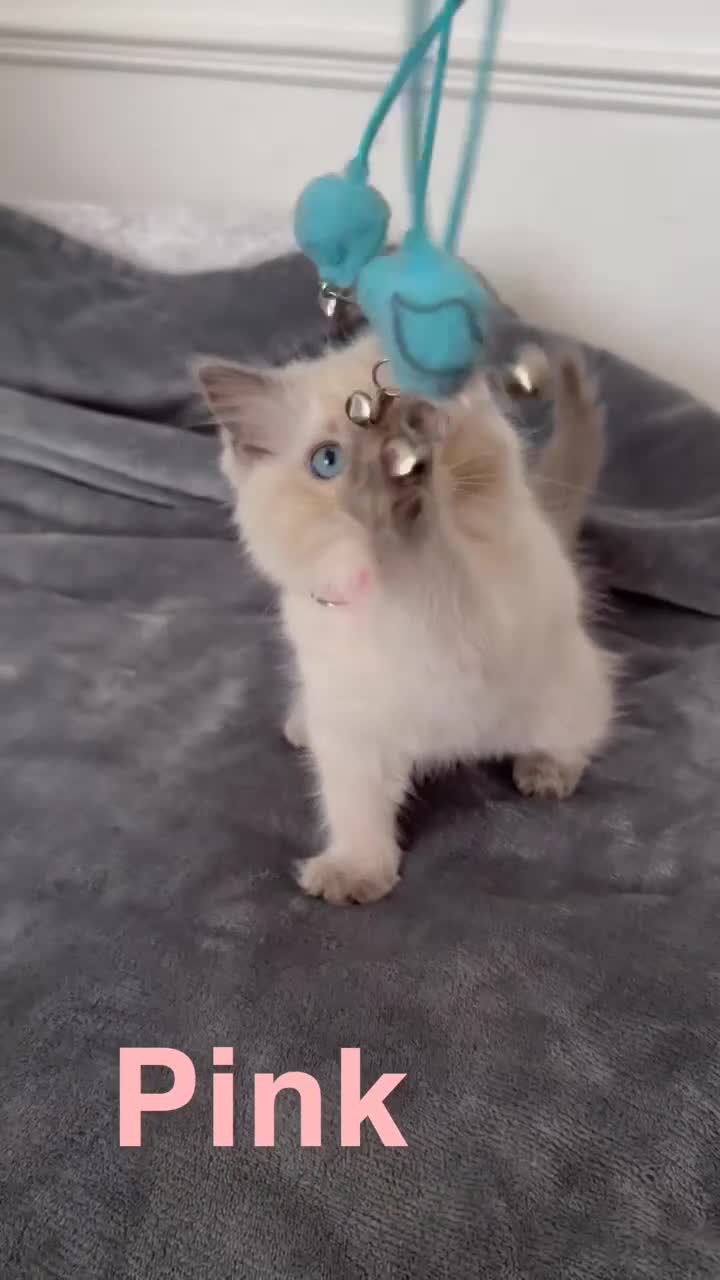 Ragdoll cats for sale: Beautiful Ragdoll Kittens  - Video 1