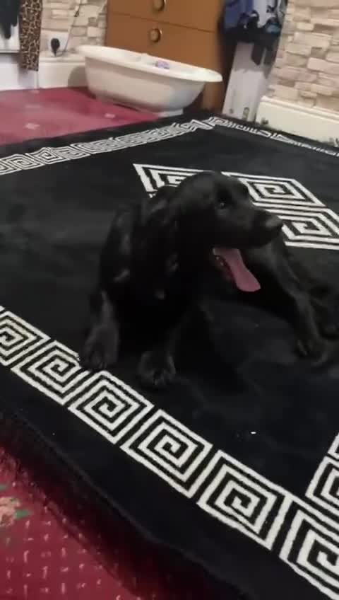 Cocker Spaniel dogs for sale: Cocker spaniel - Video 1