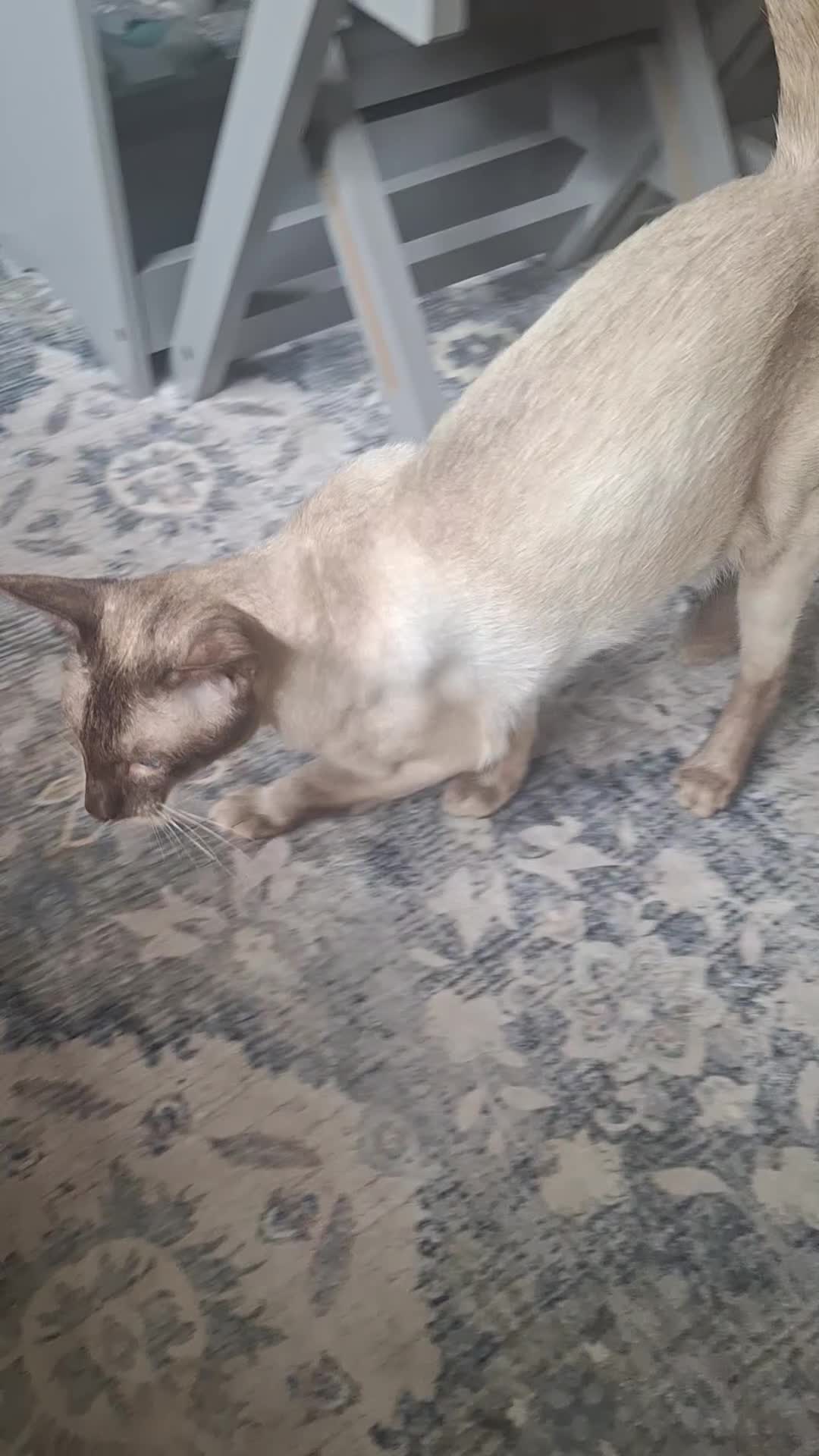 Siamese cats for sale: Handsome, athletic Chocolate point male Siamese. - Video 1