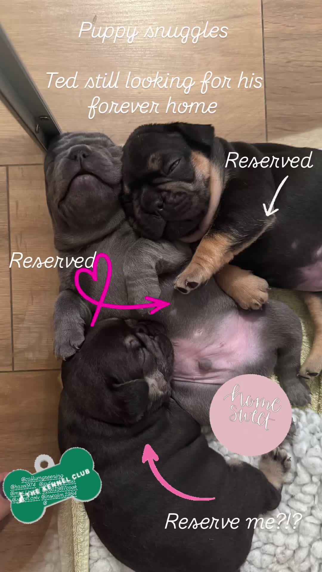 French Bulldog dogs for sale: Exclusive French Bulldog Puppies - Video 1
