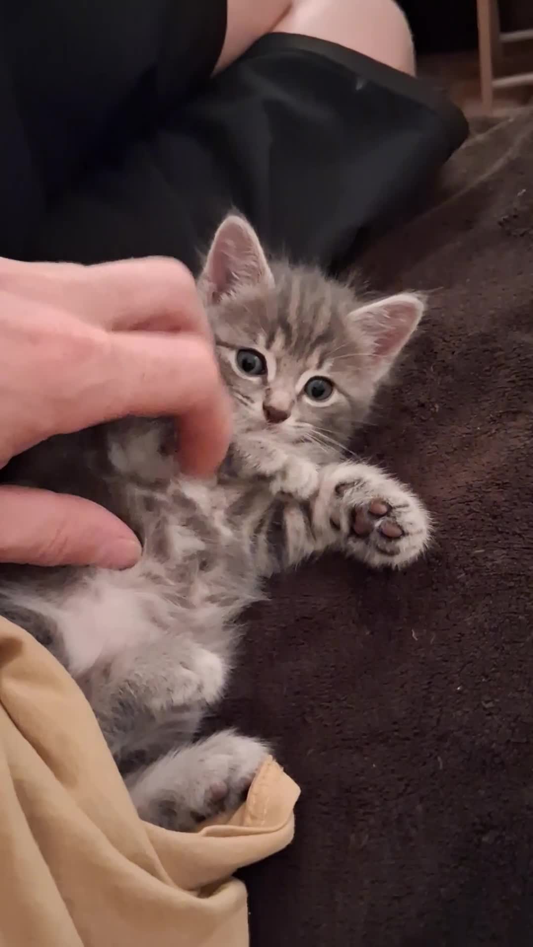 Mixed Breed cats for sale: Kittens looking for forever home - Video 1