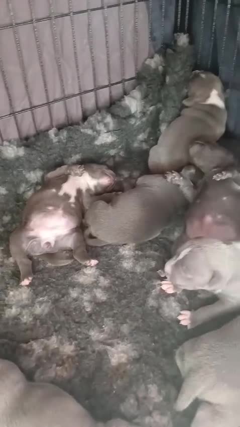 Staffordshire Bull Terrier dogs for sale: Pedigree Blue Staffordshire Bull Terrier Puppies  - Video 3