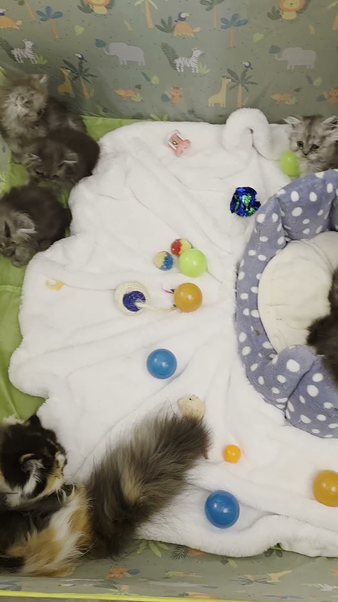 Persian cats for sale: 6 Persian kittens ready now (Midlands) - Video 2