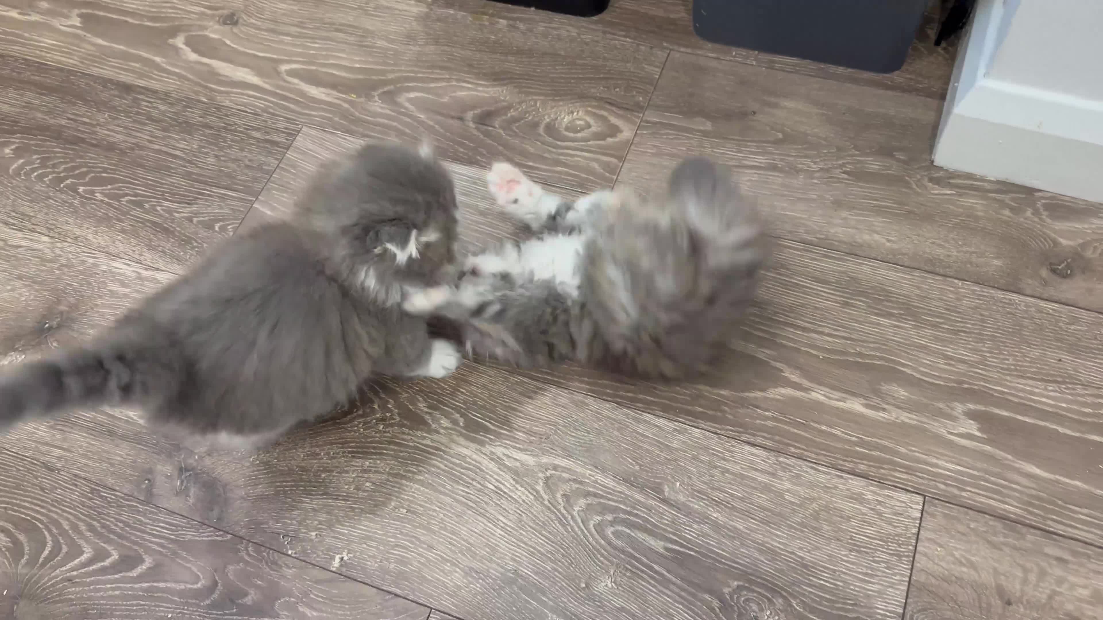 Scottish Fold cats for sale: Stunningly Gorgeous Scottish Fold kitchens - Video 1